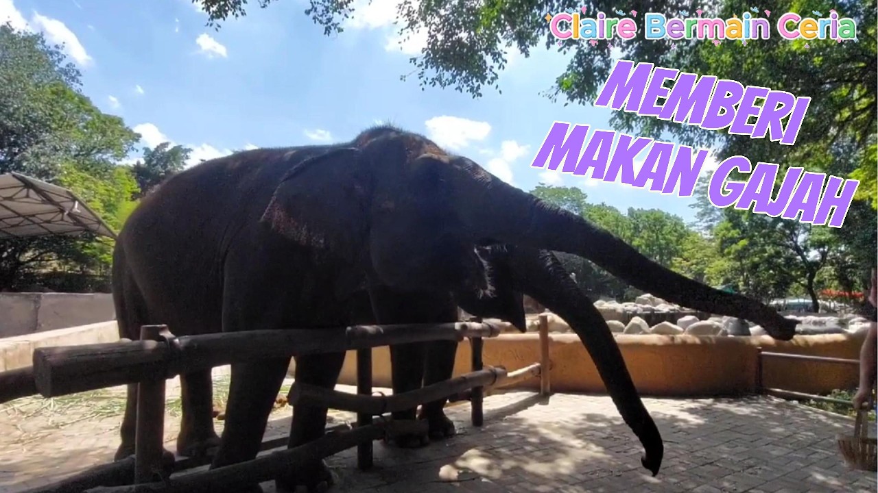 Ayo ke kebun binatang! Claire kasih makan gajah!