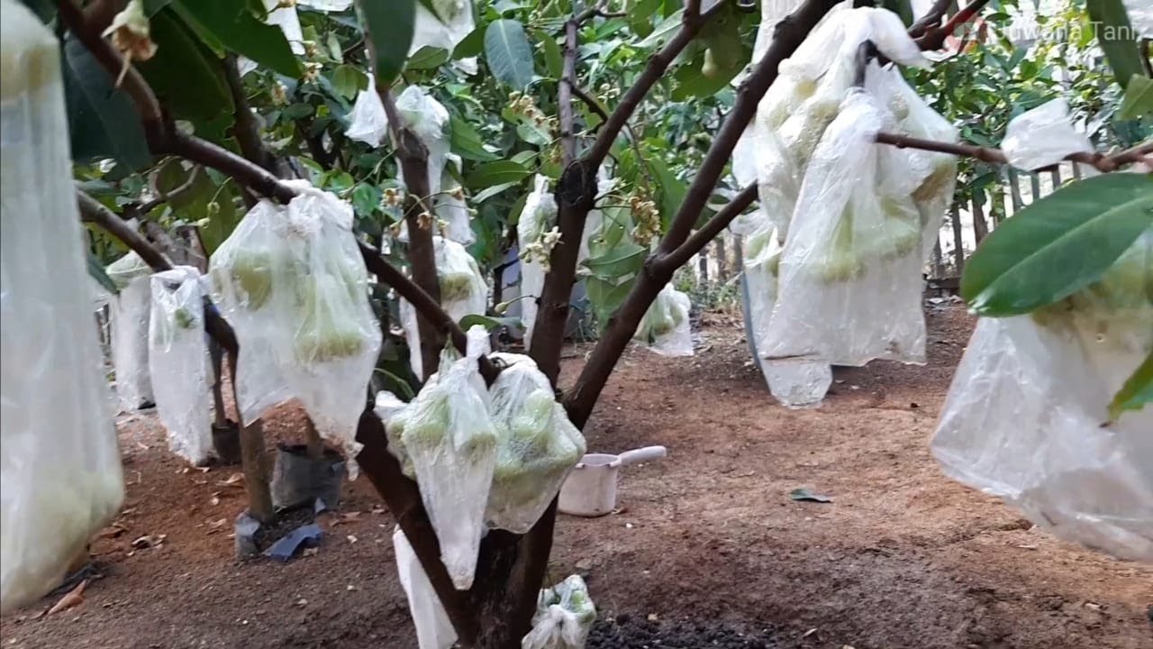 Si Cebol Jambu Madu Deli Hijau Berbuah Lebat