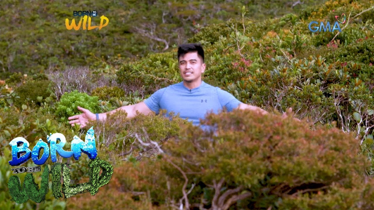 Born to be Wild: Visiting a bonsai forest in Dinagat Island