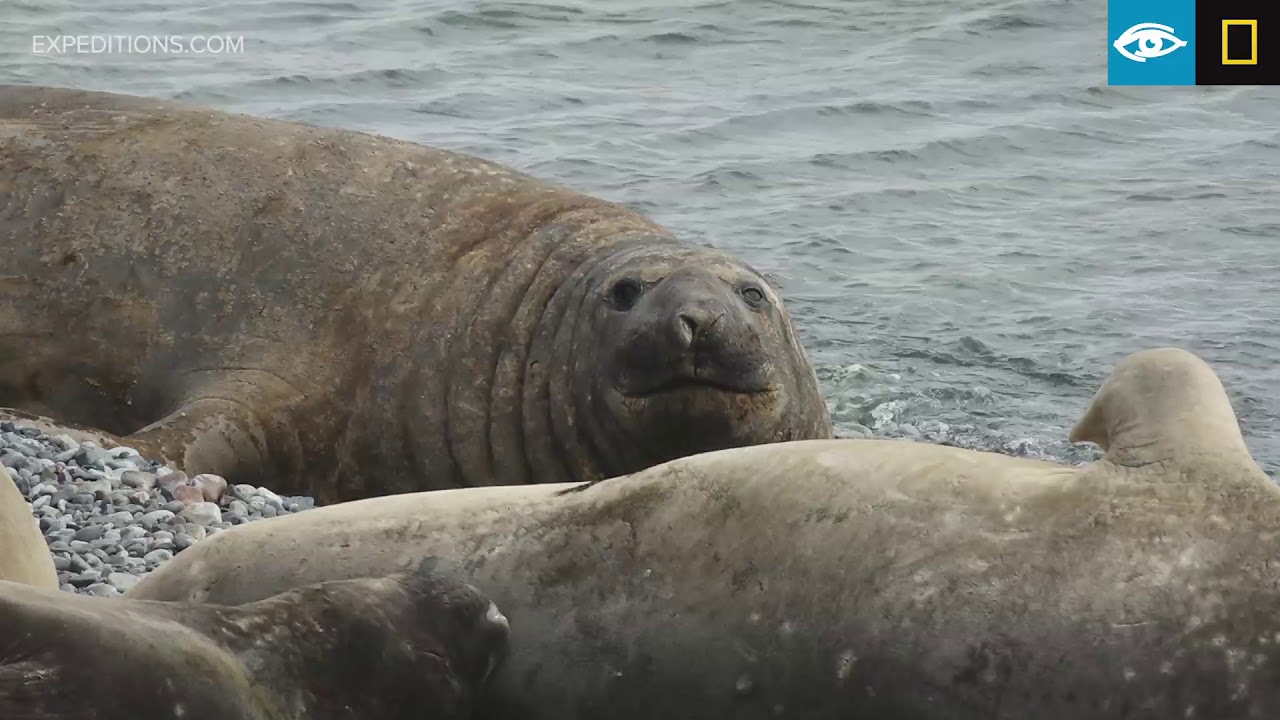 Elephant Seals | Antarctica | Lindblad Expeditions-National Geographic