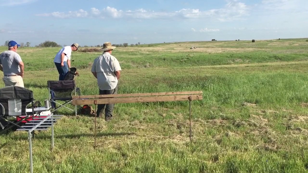 AKC Derby Retriever Field Trial: 1st Series (Chief's 2nd Derby)