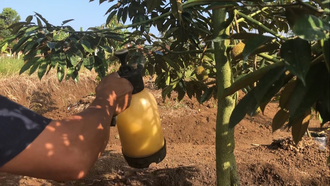 PENYEMPROTAN PUPUK CALSI-B & BORON PADA POHON DURIAN