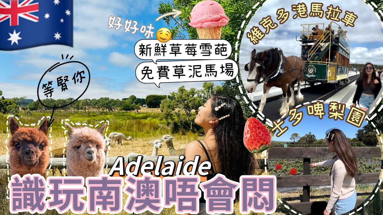 🇦🇺南澳旅遊Adelaide一日遊行程｜🍓士多啤梨園～採摘士多啤梨，超多手信買+免費睇過百隻草泥馬🦙竟然冇人知道+Victor Harbor160年歷史馬拉電車～維克多港超多嘢玩😍美食推介