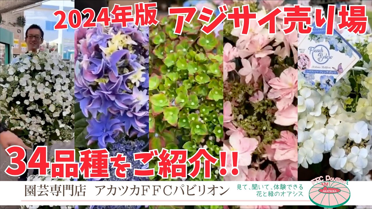 アジサイ売り場ツアー2024･おすすめ34品種ご紹介【園芸専門店アカツカFFCパビリオン】