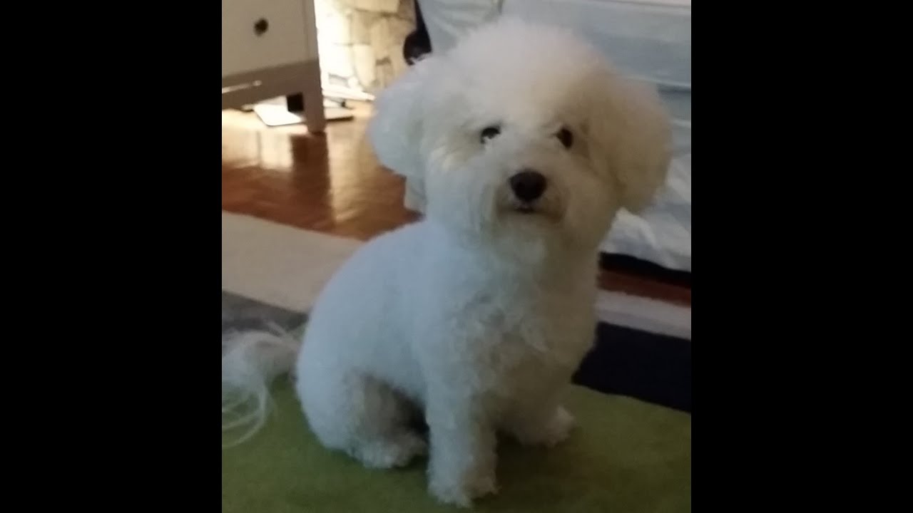 STA SE DESI KADA  BICHON FRISE LUNA RAZUME DA IDE KOD VETERINARA