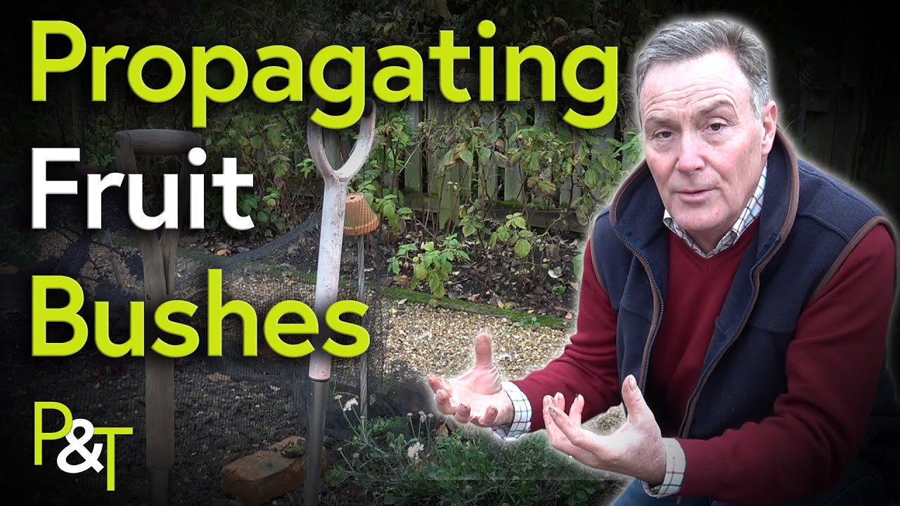 How to Propagate Fruit Bushes (Hard Wood Cuttings) - Pots & Trowels