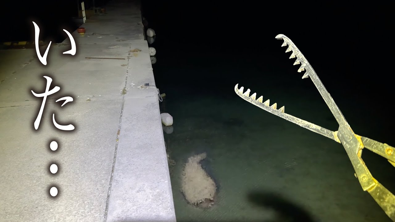 【猛毒注意】港にとんでもない怪魚が…食べてみたら衝撃の味！