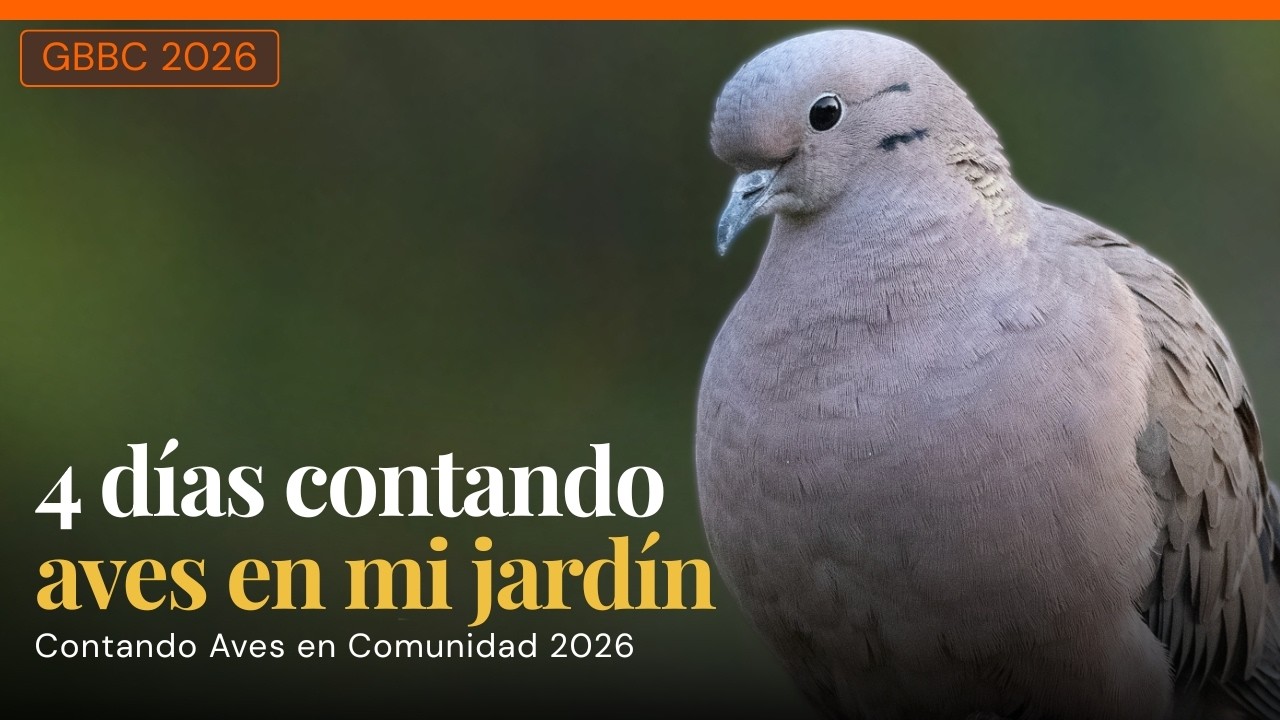 Qué pasó en Contando Aves en Comunidad y cómo fue participar desde casa