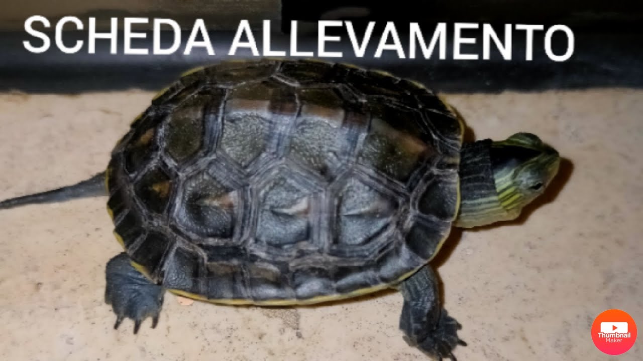 scheda tecnica OCADIA SINENSIS