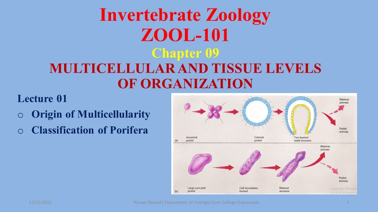 Origin of Multicellularity & Classification of Sponges #Porifera #Syncytial hypothesis #Colonial