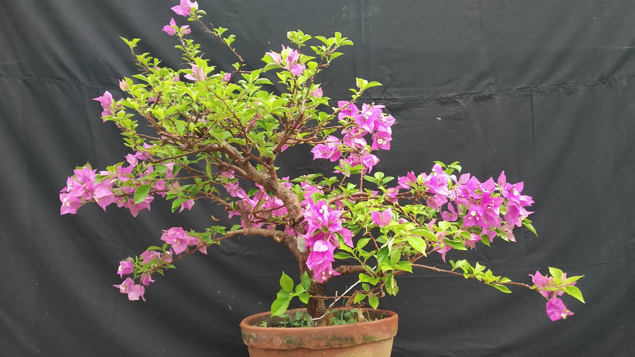 My Bonsai Tree// Samaresh Bonsai//2023//