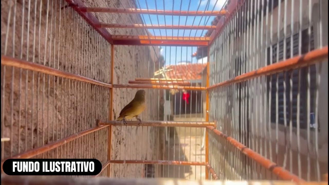 MELHOR CANTO DE COLEIRO TUI TUI PERFEITO PARA ENCARTE DE PAPA CAPIM ESQUENTAR COLEIRO TUI TUI