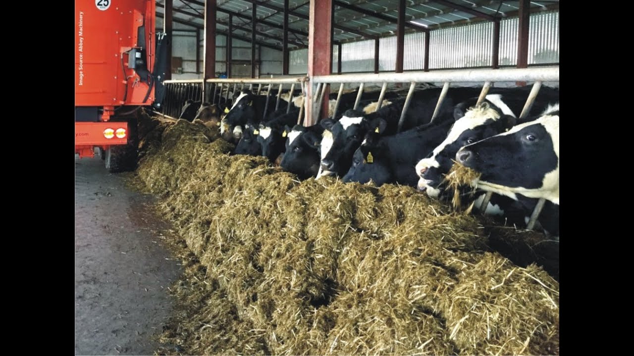 TMR best feed for cow  |Advantages of TMR feeding | Total Mixed Ration (TMR ) | Dr.Sajid
