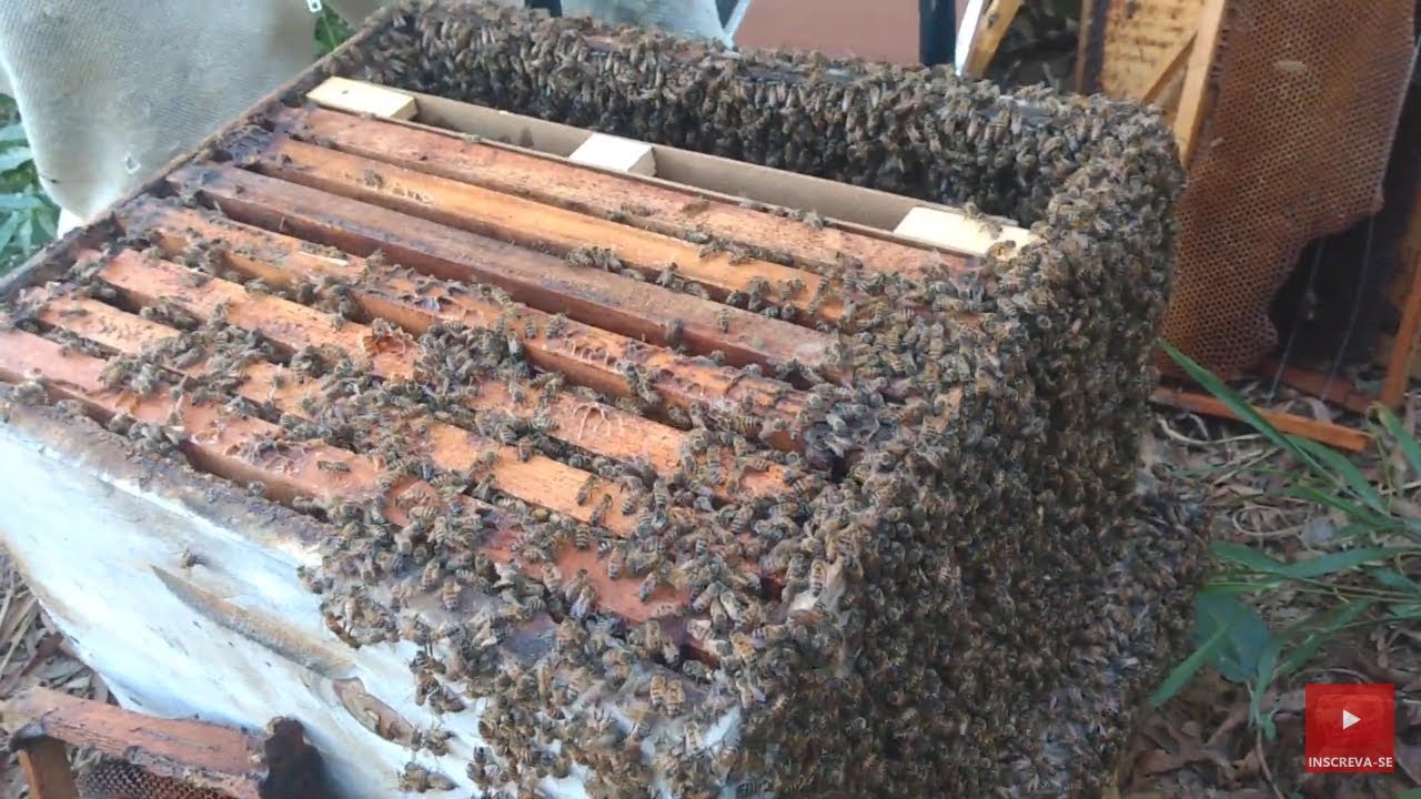 manejo de entresafra/ o que fazer com o mel do ninho e quadros sem postura????