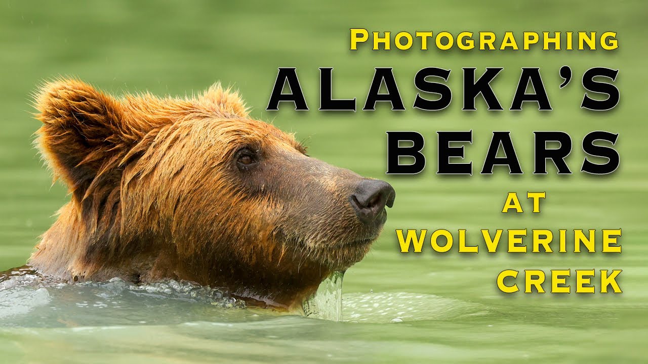 Alaska's Wolverine Creek: A Wildlife Photographer's Dream Come True