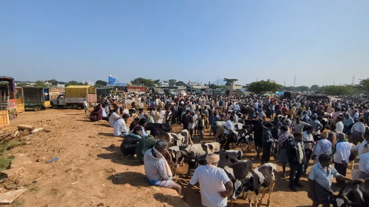 Cow Market Chintamani Largest Dairy Cows & Calf Market in Karnataka 9th Nov 2025 #hfcow #heifercalf