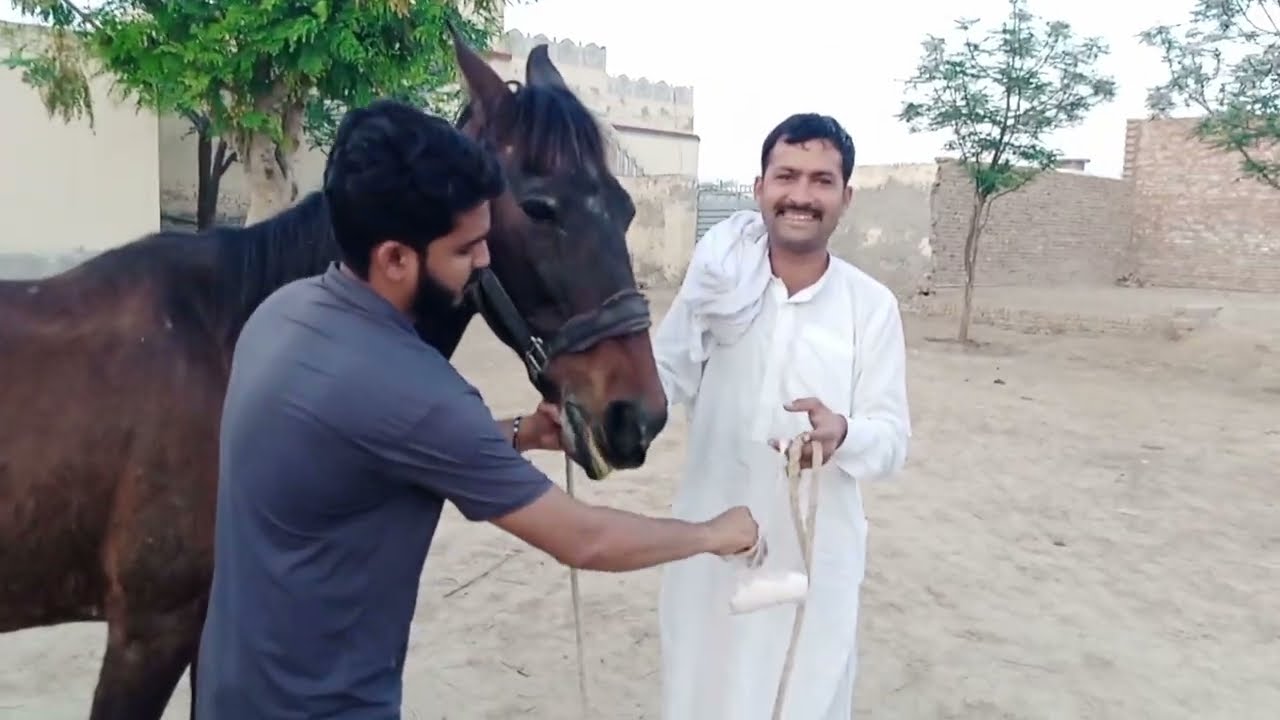 Malka Ghodi Ke Ley New Horse Bit