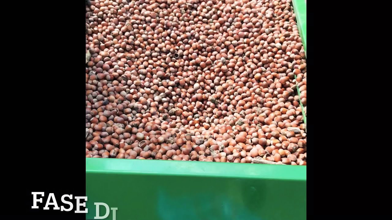 Gusci di nocciole per caldaie a biomasse 
