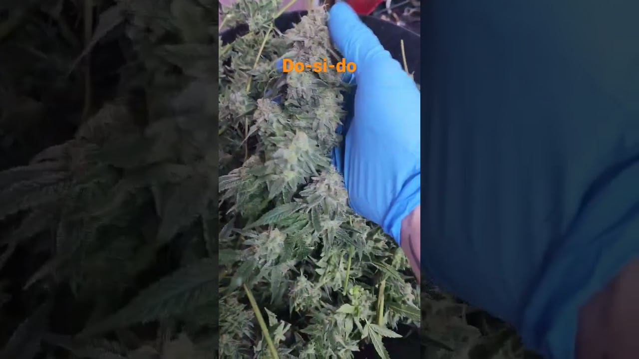 harvest time do si do 7 week flower time
