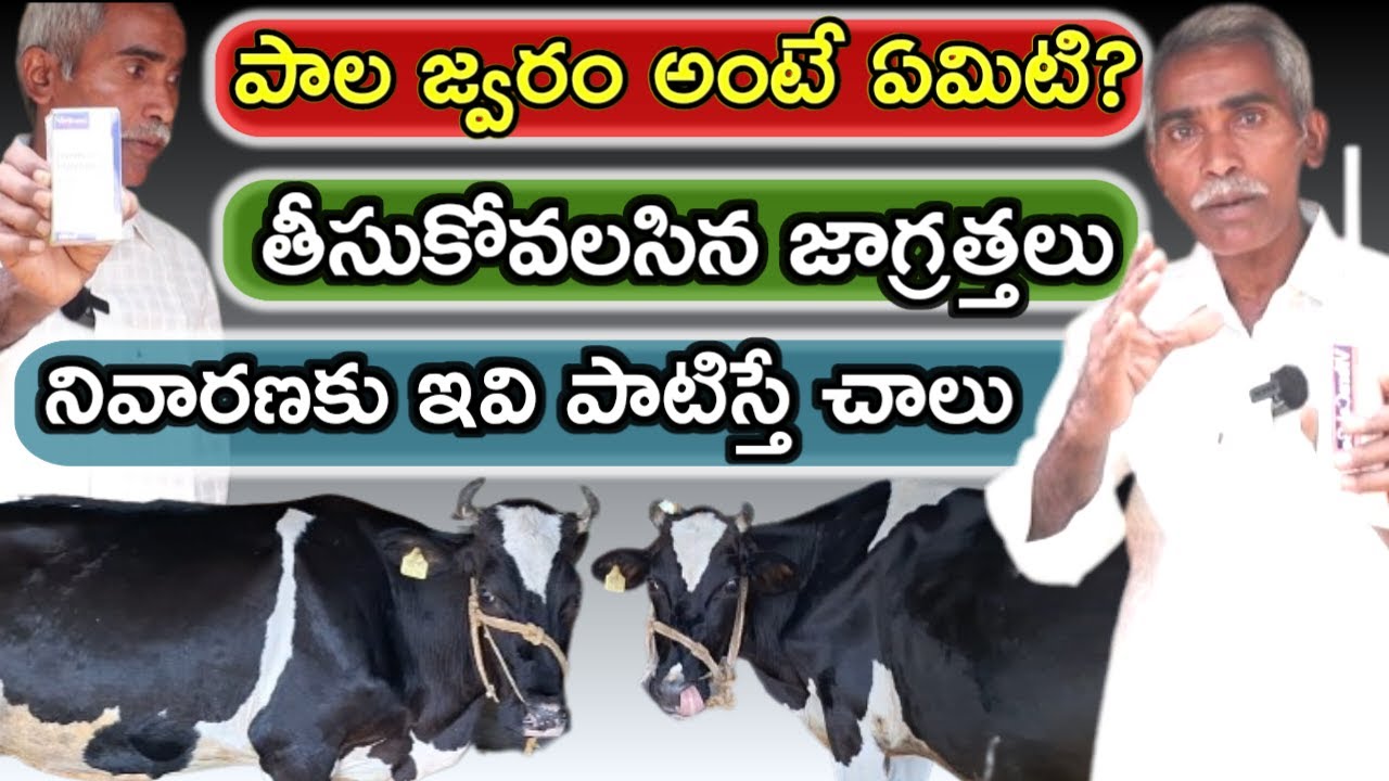 ఆవును నష్ట పోతాం|milk fever in dairy farm @MalleshAdla