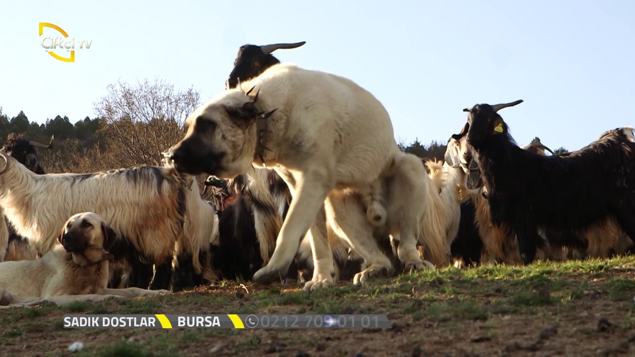 Kangal Köpeklerinin Sürüdeki Hikayesi / Sadık Dostlar
