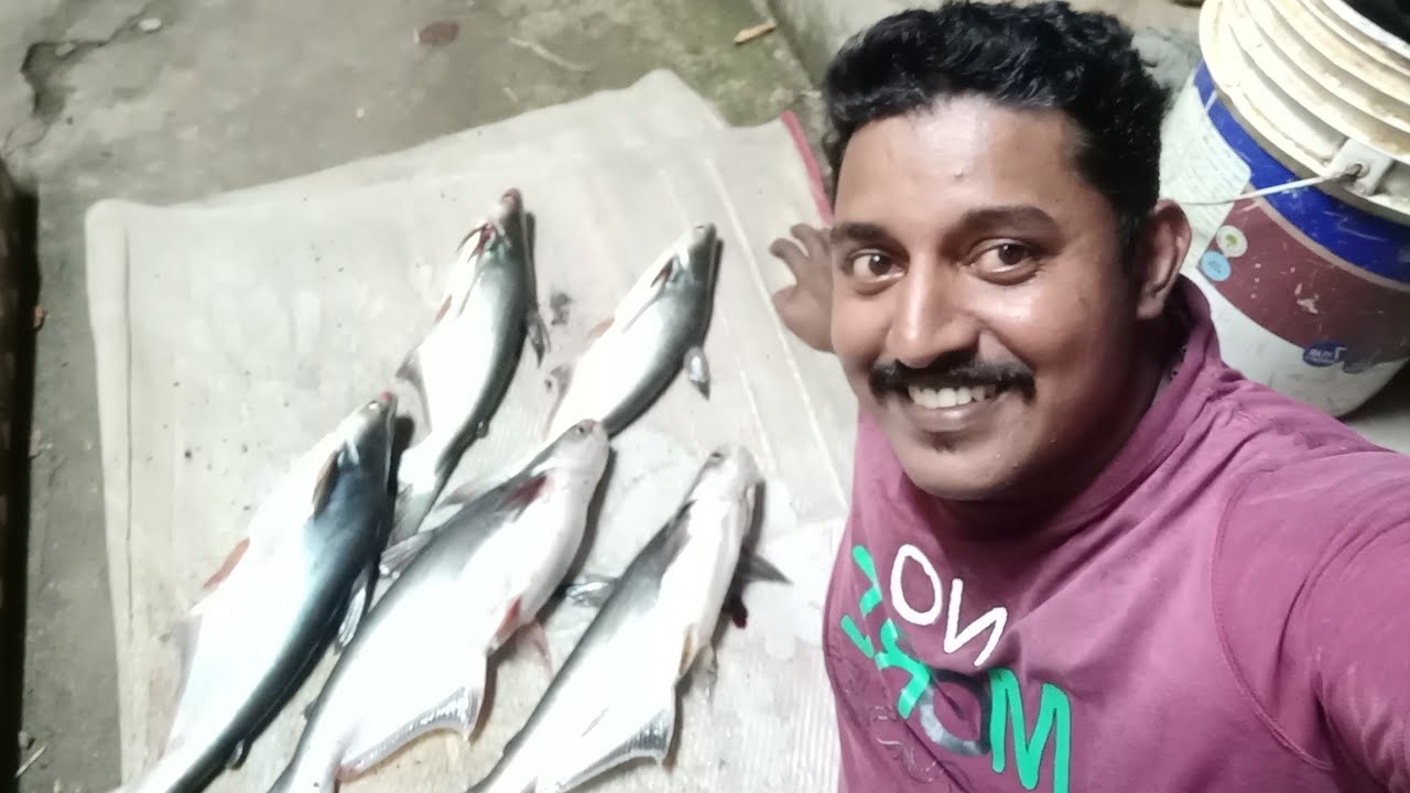 Kerala River Fishing... കൂരി വാള ചാകര വന്നേ 😜🐟🐟🐟