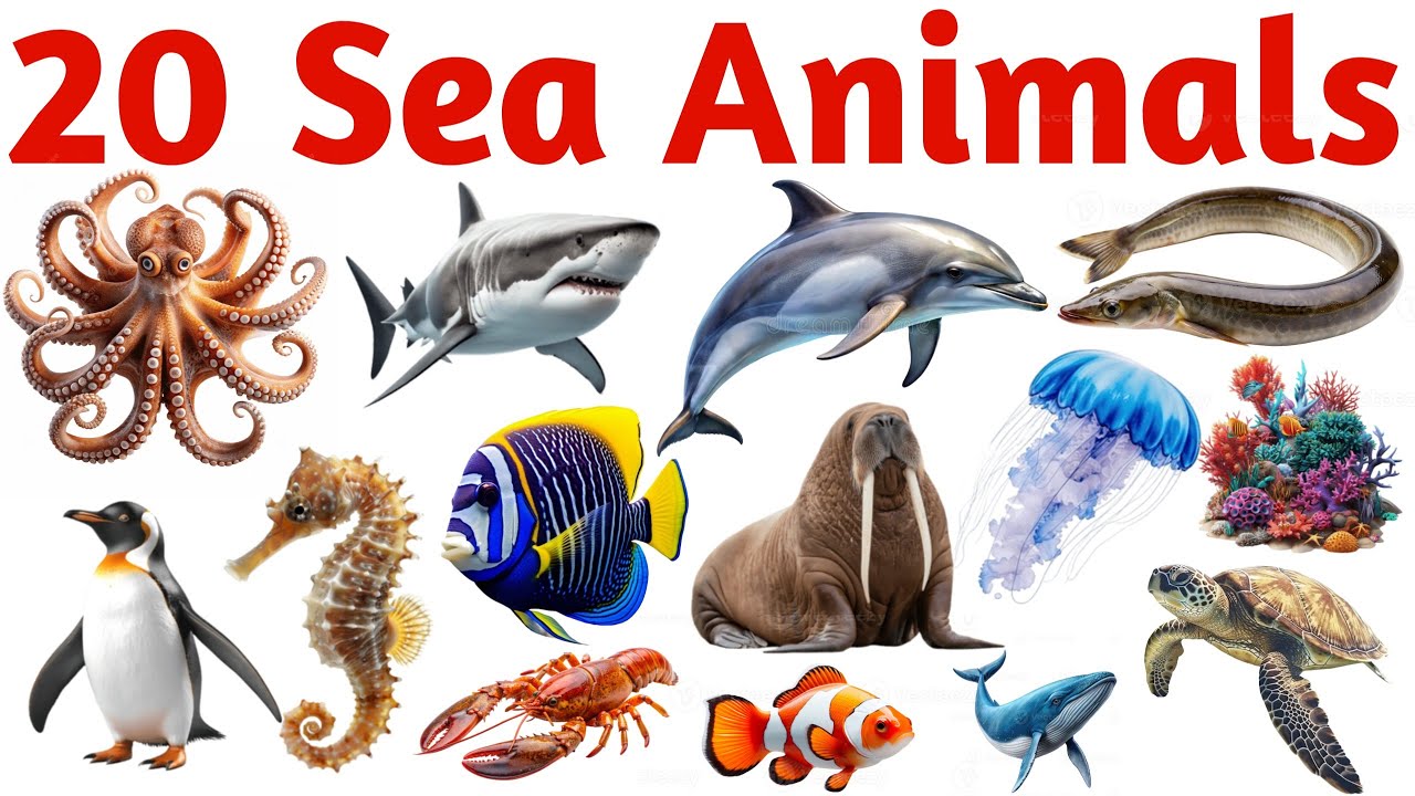 20 समुद्री जानवरों के नाम | Learn 20 Sea Animals Names in English with Pictures for Kids