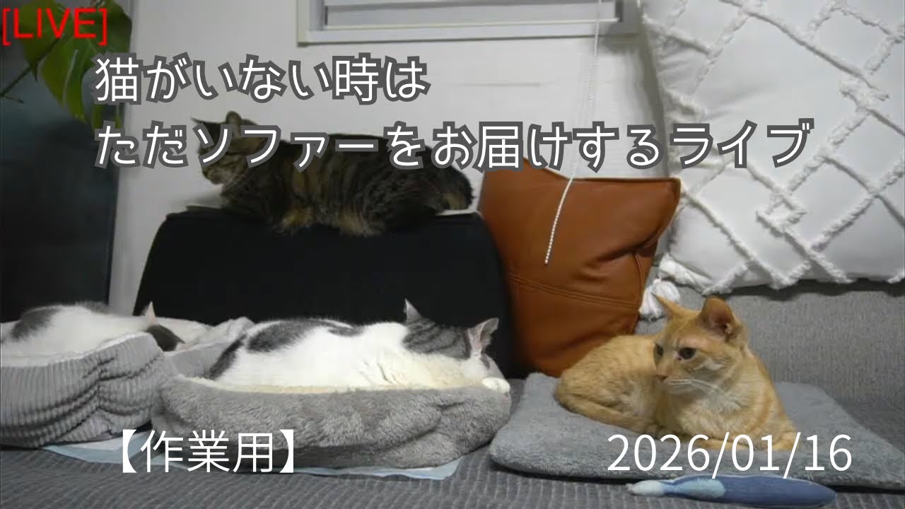 【午後の猫達・作業用】猫がいない時はただソファーをお届けするライブ