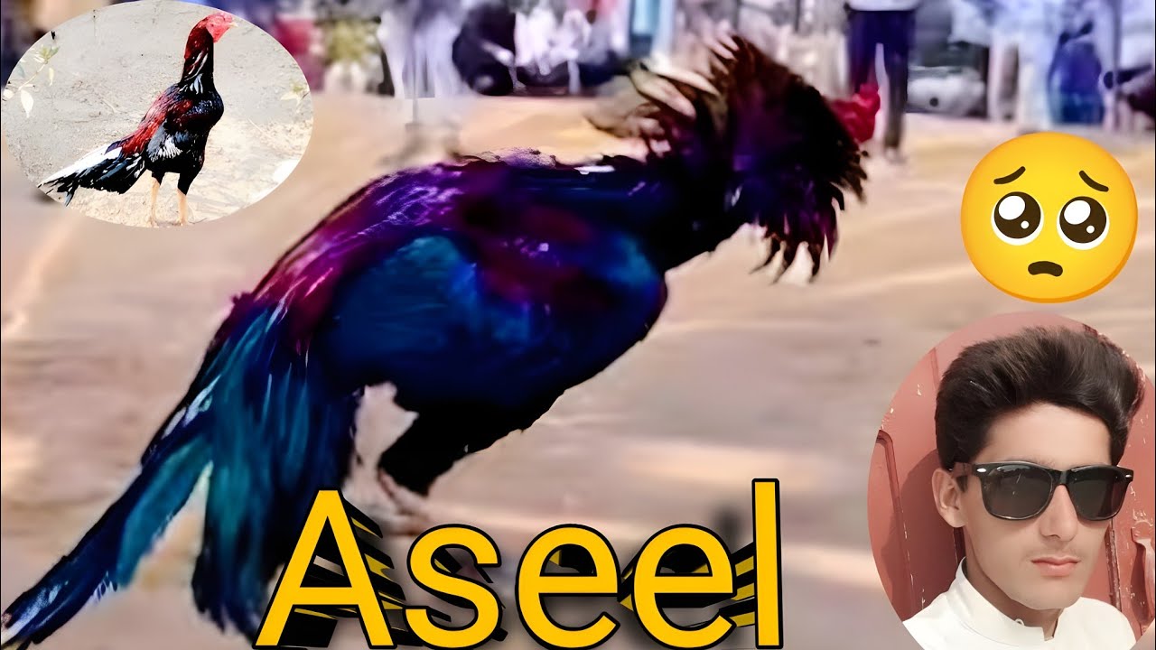 3 Top Class Dragons Aseel Roster | Pure Breed & And Beauty 