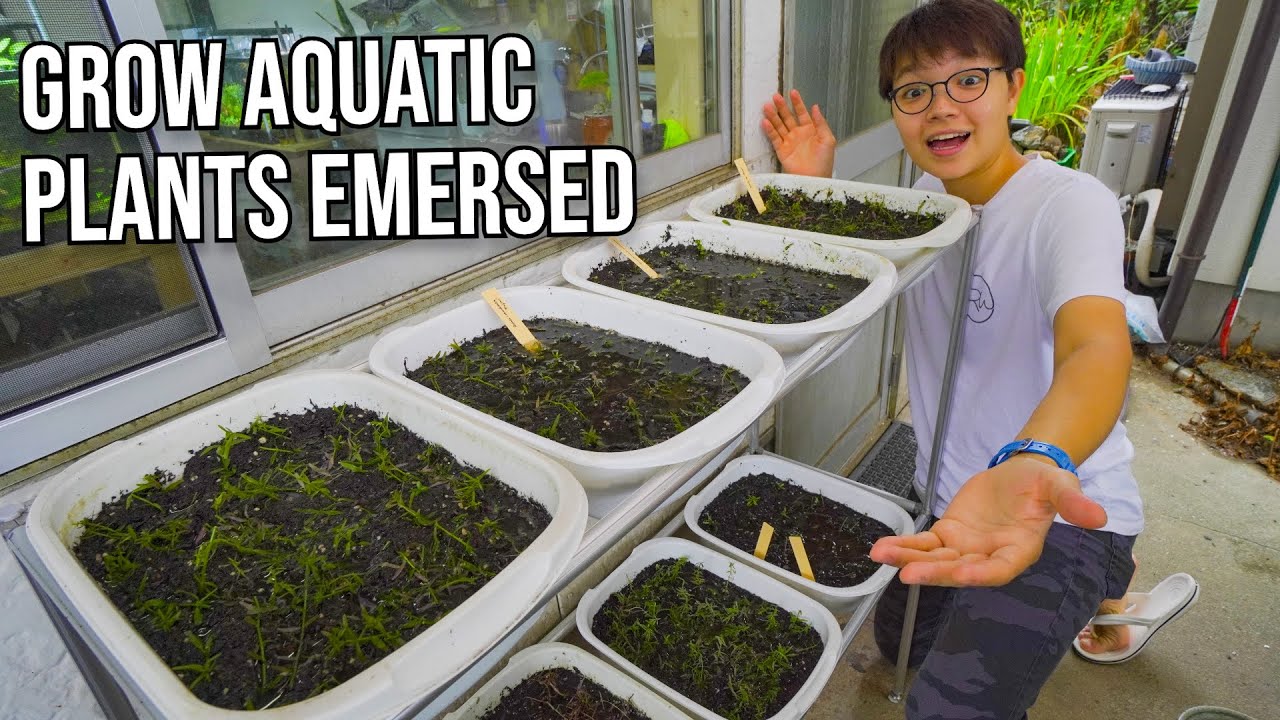 Setting Up Emersed Aquatic Plant Farm