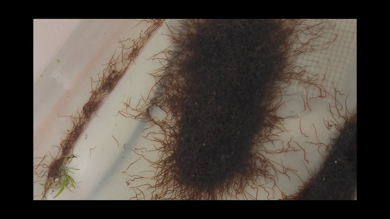 Eastern Aquatics Blackworm Unboxing & How To keep your Blackworm Culture Alive