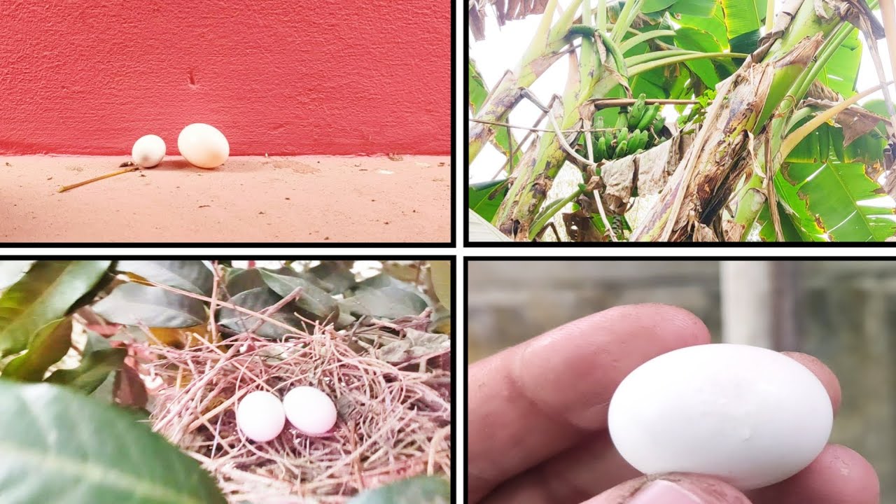 😱 ঘুঘুর ডিম কবুতরের নিচে আর কবুতরের ডিম ঘুঘুর নিচে দিলাম! কি হলো শেষে?