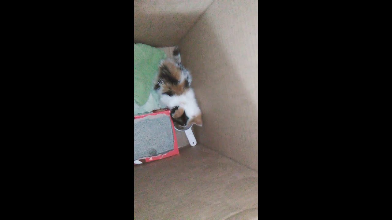 **new kitten**