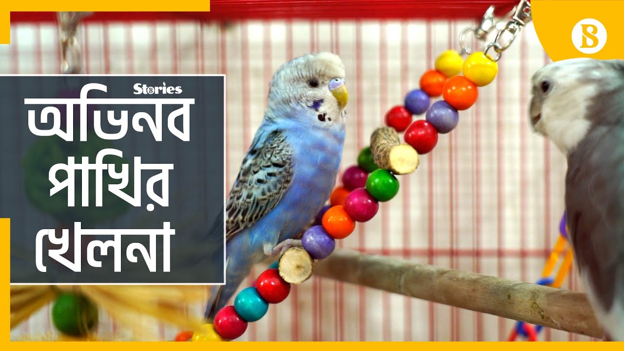 পাখিদের কেন খেলনা দেয়া জরুরি? | Why birds need toys? | Best Bird Toys | The Business Standard
