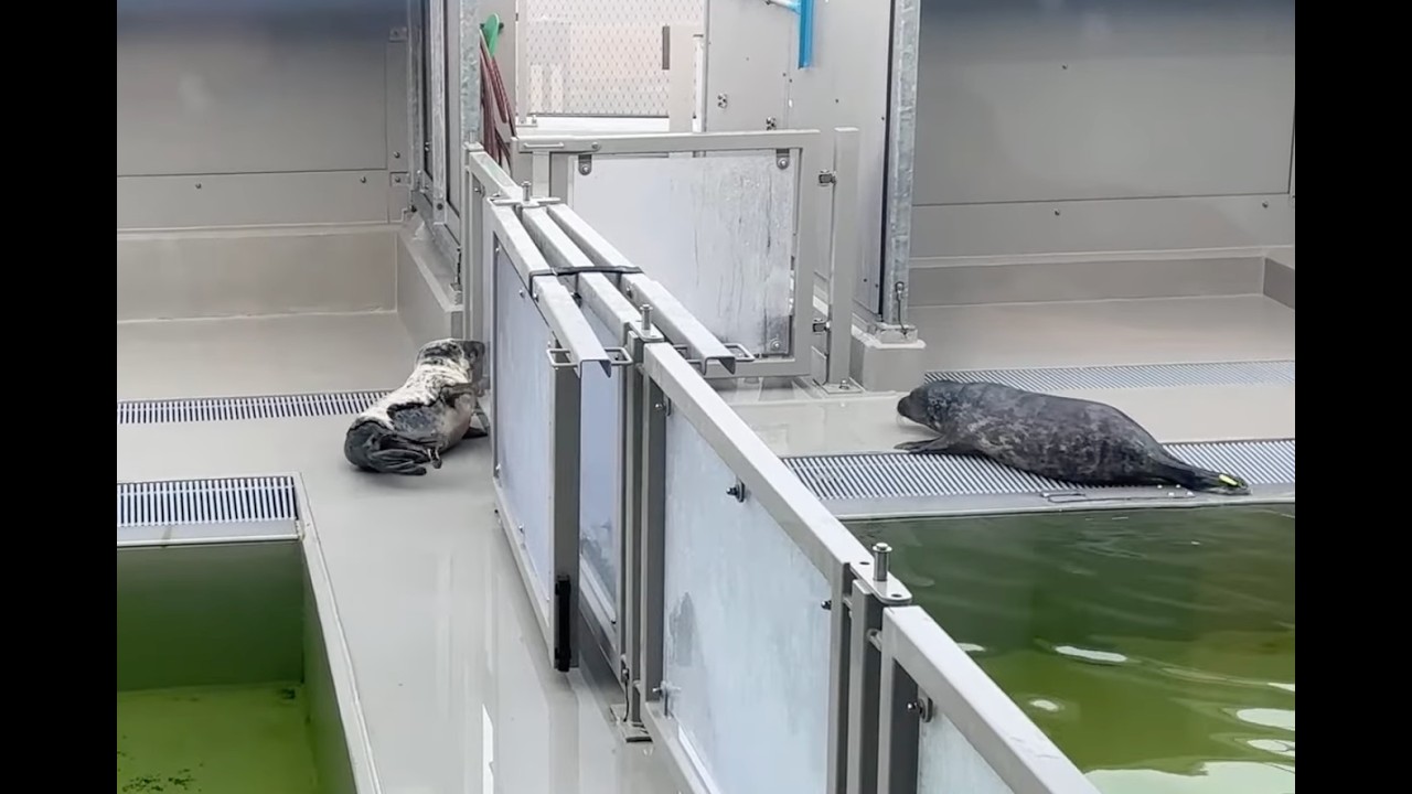 A round at the Seal Centre