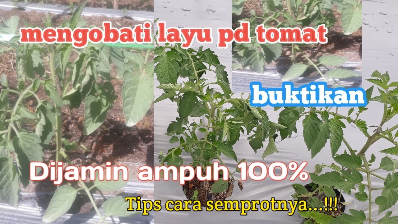 part 11.Cara mengobati LAYU pd TANAMAN TOMAT. bag 1