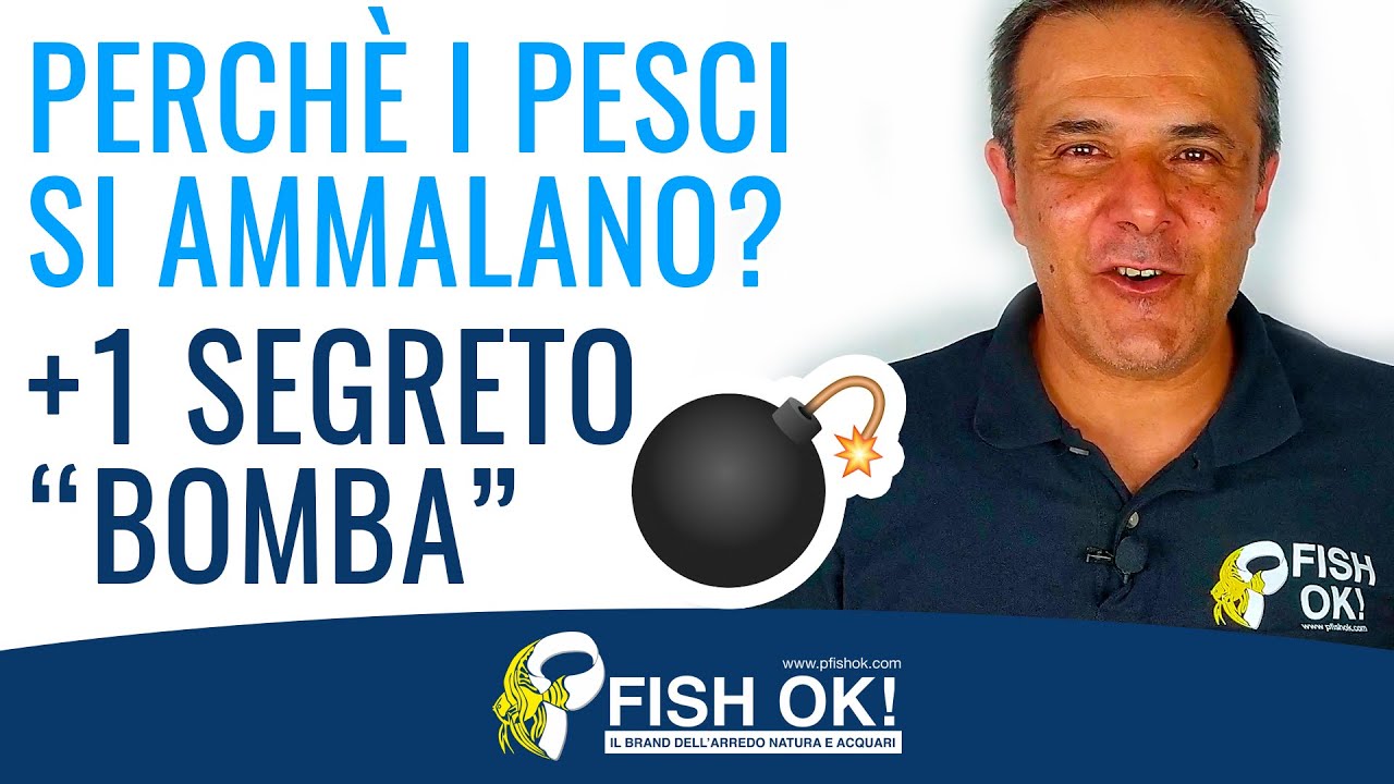 Perchè i pesci si ammalano? + 1 segreto 