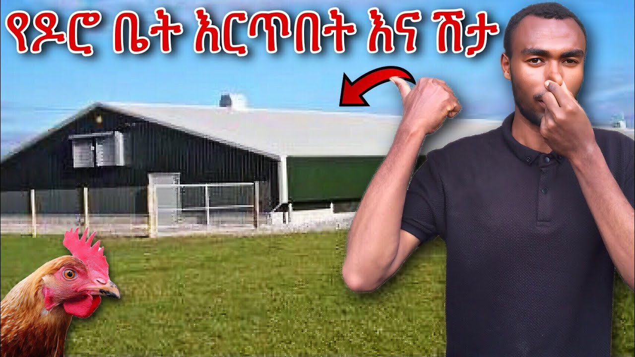 እንዳያከስራችሁ! የዶሮ ቤት መጥፎ ጠረን መንስኤ እና መፍትሄው | የዶሮ ቤት እርጥበት