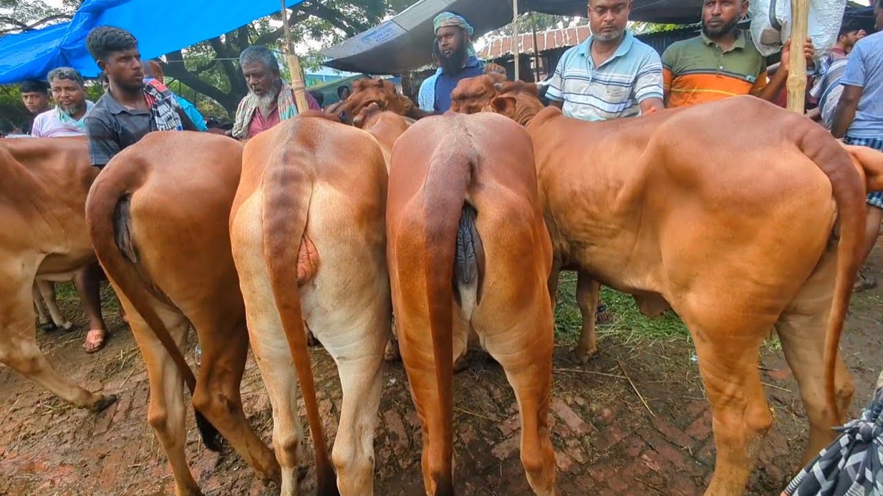 August 6, 2025 || বকনা গরুর ভিডিও দাম দর সহ সোনাইচন্ডী হাট চাপাইনবয়াবগঞ্জ জেলা #cow #গরুর_হাট 
