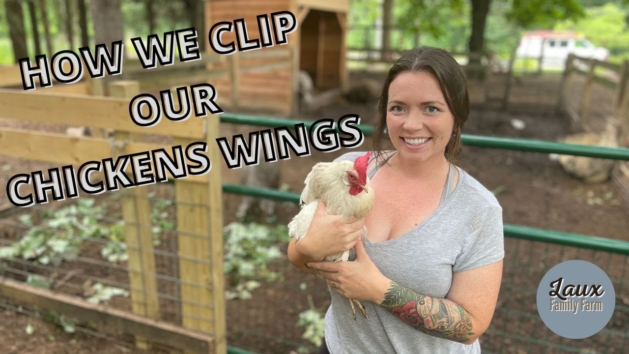 How to Clip Chickens Wings// Why We Cut our Chickens Flight Feathers// Laux Family Farm 🐔✂️🐔✂️