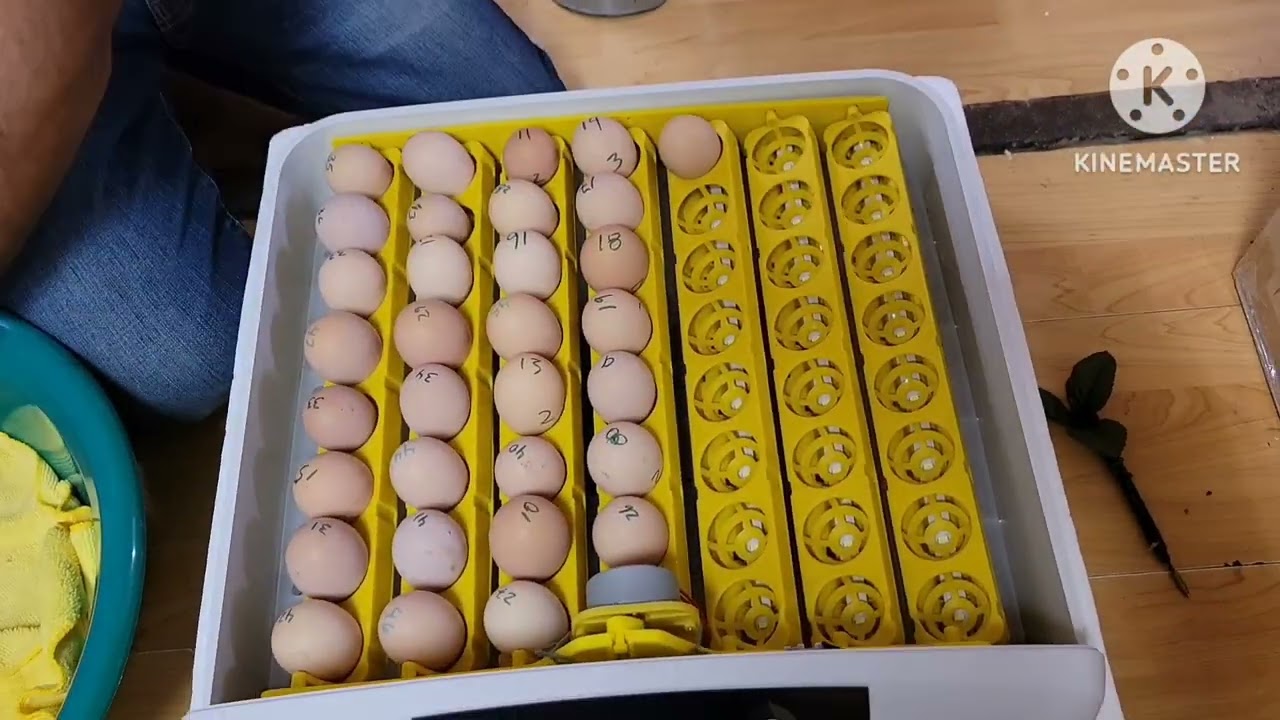 preparando y colocando huevos de gallina en incubadora #incubadoras  #incubator #pollitos  #chicken