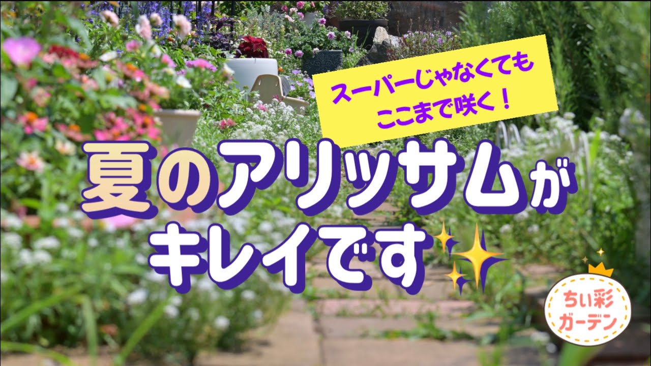 スーパーじゃなくてもここまで咲く！夏のアリッサムがキレイです/ペチュニアのハゲをなんとかしたい/夏花壇の現在