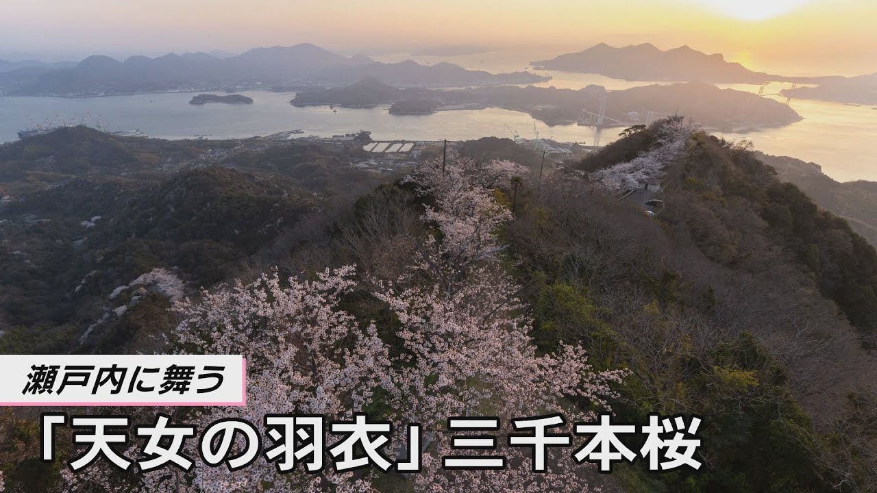 瀬戸内に舞う「天使の羽衣」三千本桜  積善山