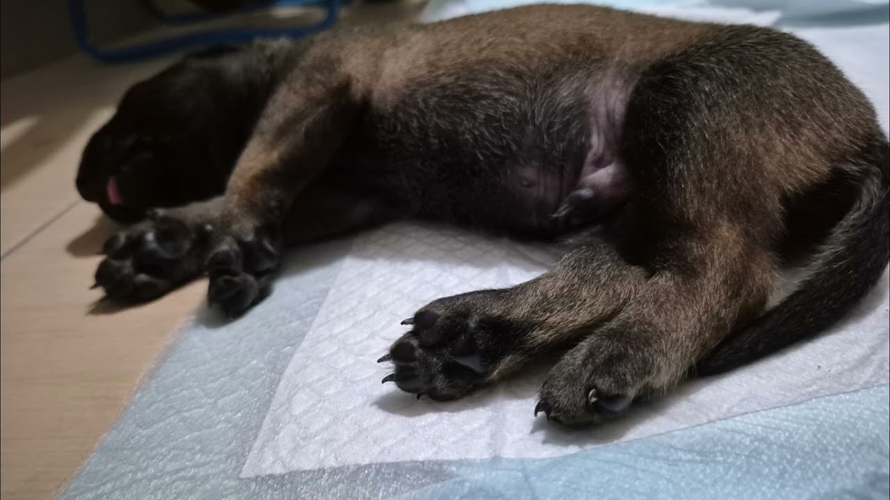 #puppy#4k 