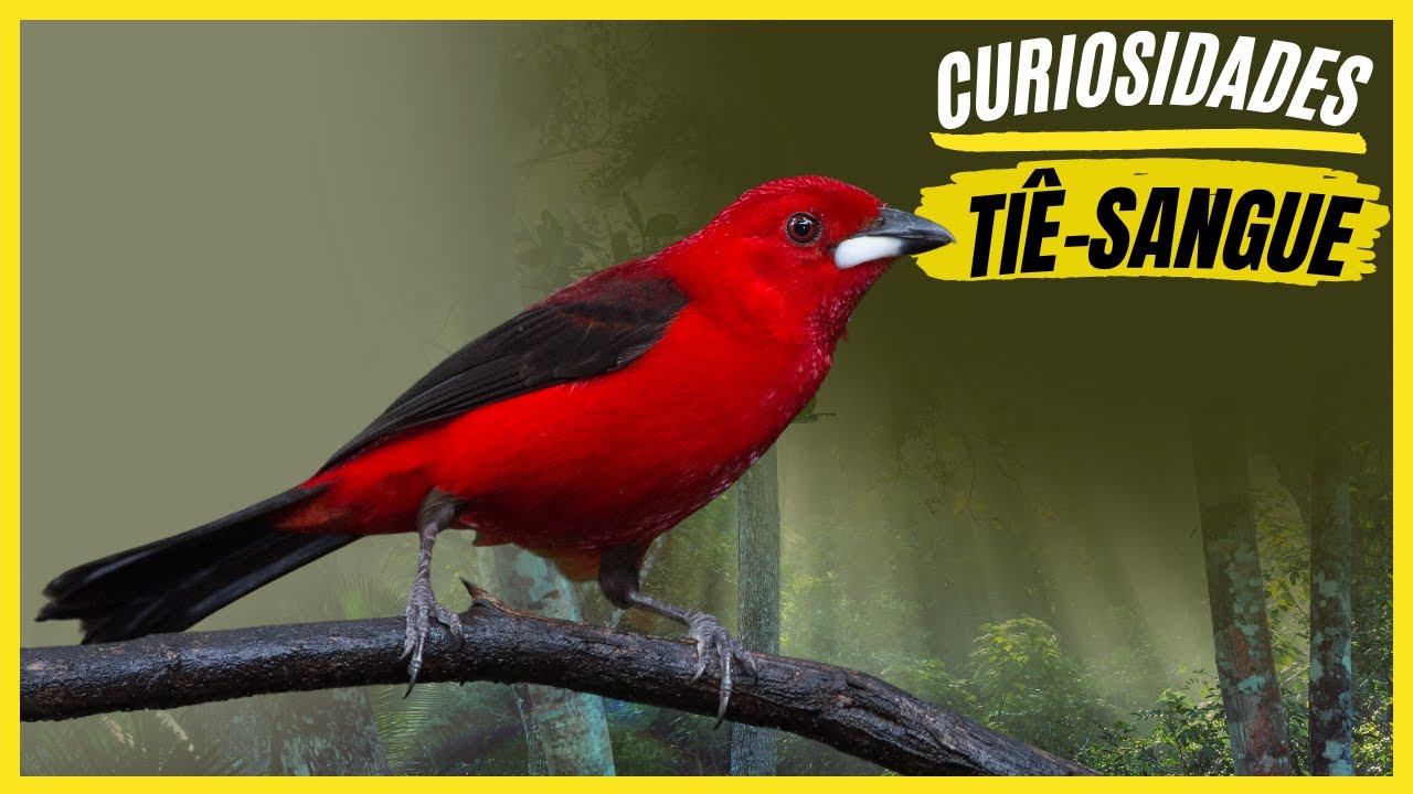 Curiosidades Sobre o 
