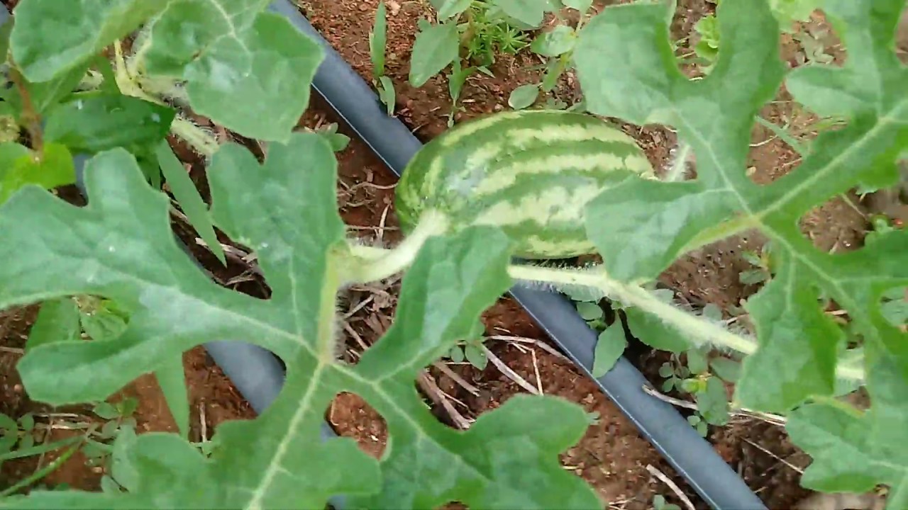 agrofloresta no semiárido