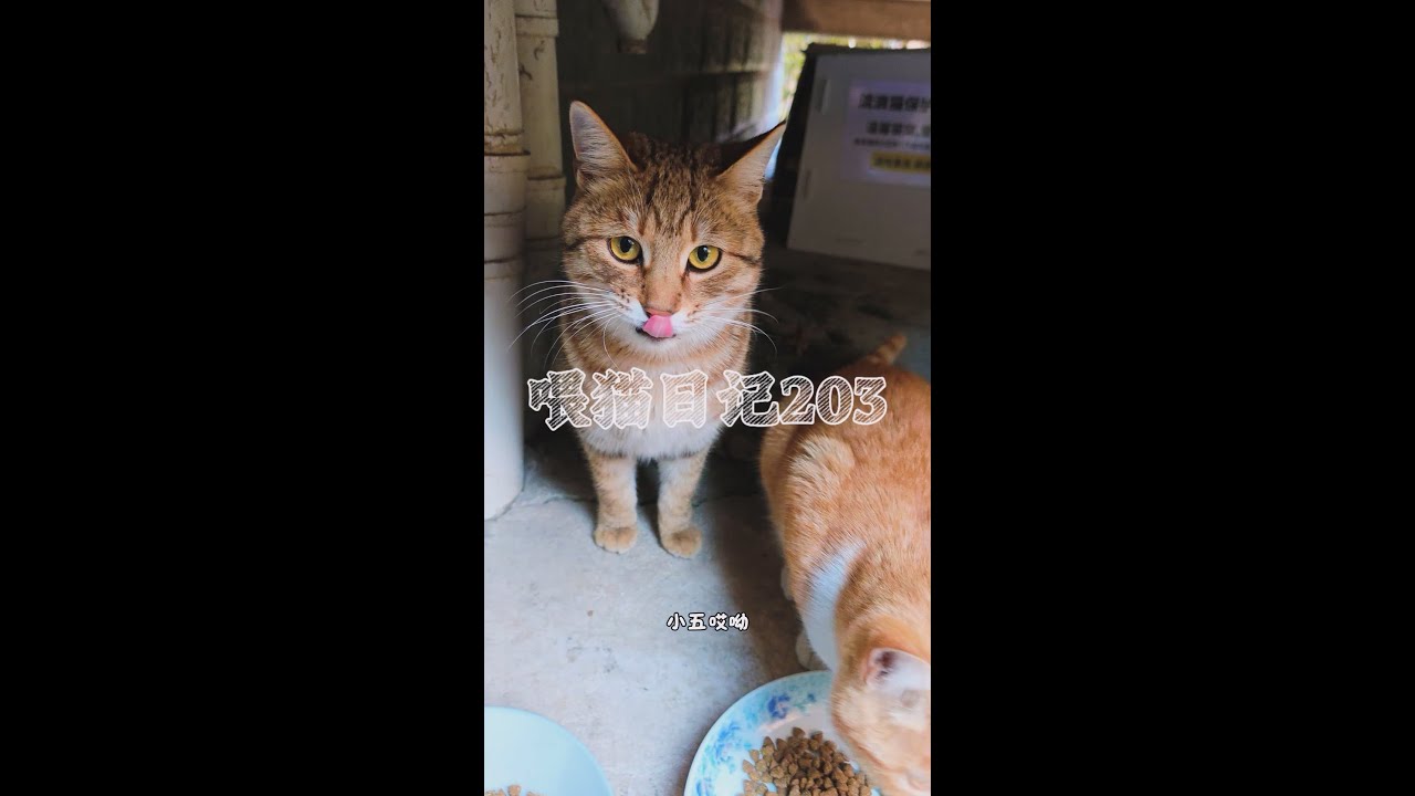 流浪猫日记203#cute #喵哥是萌新 #cat #貓咪日常 #貓咪 #流浪猫