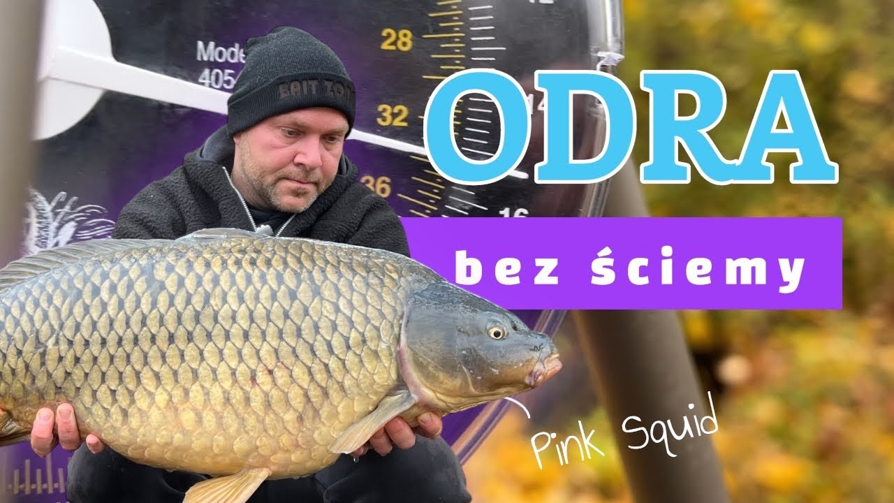 Odrzańska zasiadka - branie karpia na żywo!!