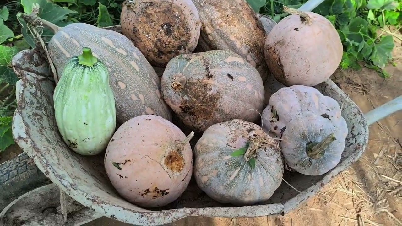 Vem ver minha colheita de abóboras, dicas. Colheita de frutíferas! 