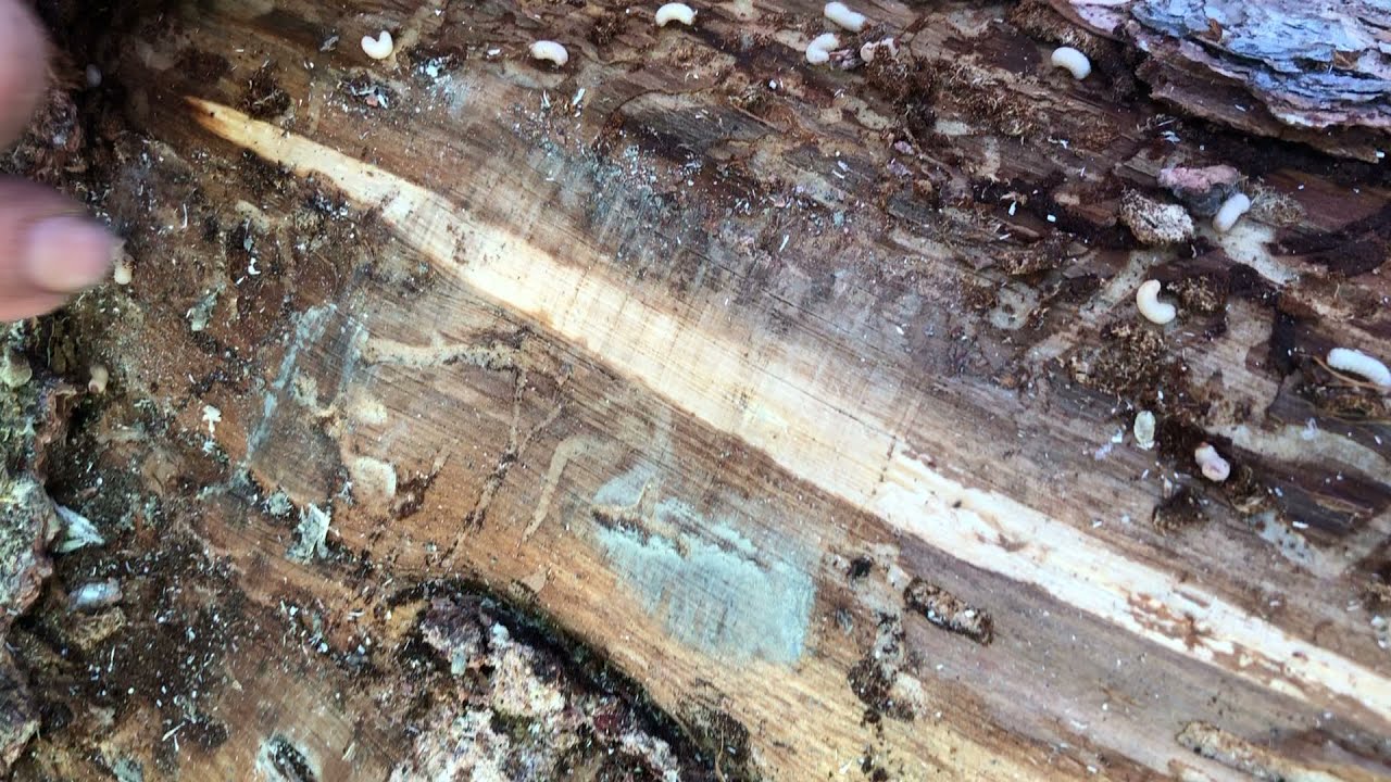 This is what Alaskan Spruce Bark Beetle look like- tiny killers.